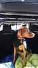 CX-5 and biggish dogs-20160226_102108.jpg