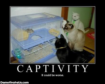 Name:  captivity.jpg
Views: 139
Size:  21.2 KB
