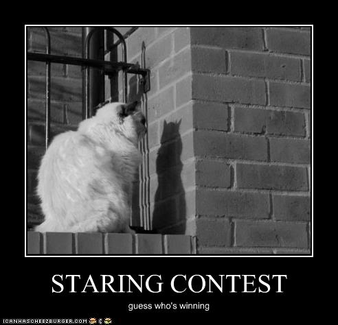 Name:  funny-pictures-cat-has-contest-with.jpg
Views: 114
Size:  26.9 KB