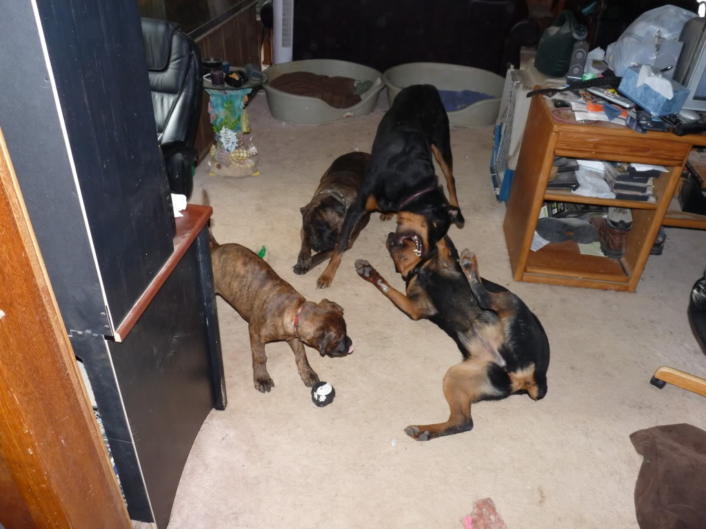 Name: DogsPlaying018.jpg
Views: 66
Size: 134.2 KB
