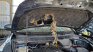 A raccoon doing my oil change!-20210220-100758.jpg