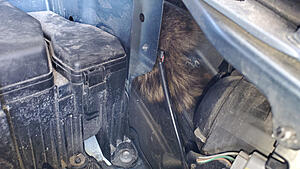 A raccoon doing my oil change!-20210220-100836.jpg