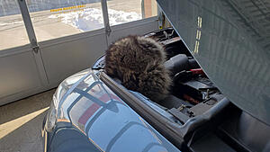 A raccoon doing my oil change!-20210220-102900.jpg