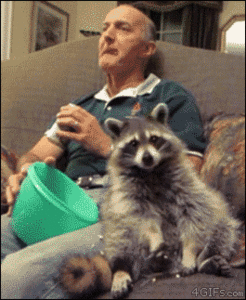 A raccoon doing my oil change!-fp08zub.gif