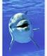 Flipper916's Avatar