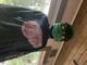 Gasgoblin's Avatar