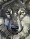 Grey Wolf's Avatar