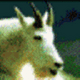 theoldgoat's Avatar